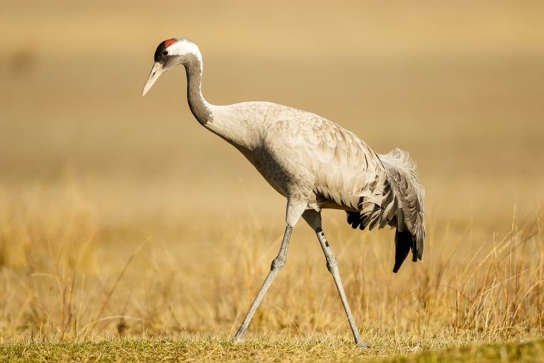 Galer a De Fotograf a De Fotograf a De Fauna Jorge L zaro