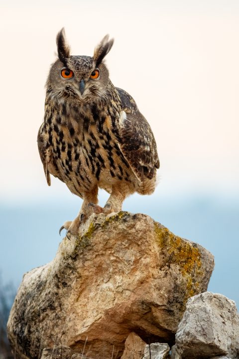 Galer a De Fotograf a De Fotograf a De Fauna Jorge L zaro